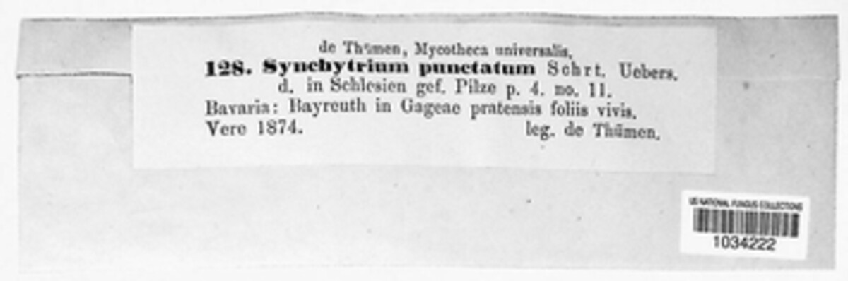 Synchytrium punctatum image